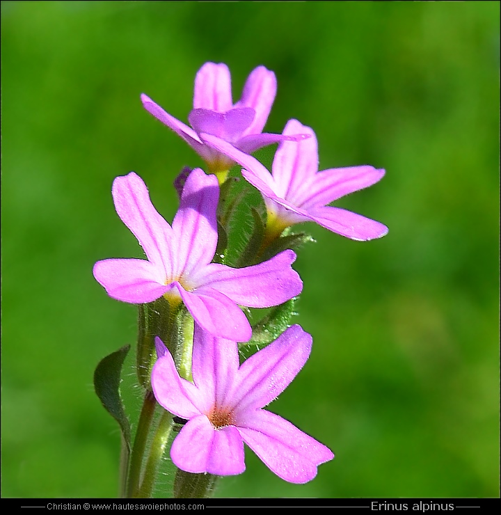 Erine des Alpes - Erinus alpinus