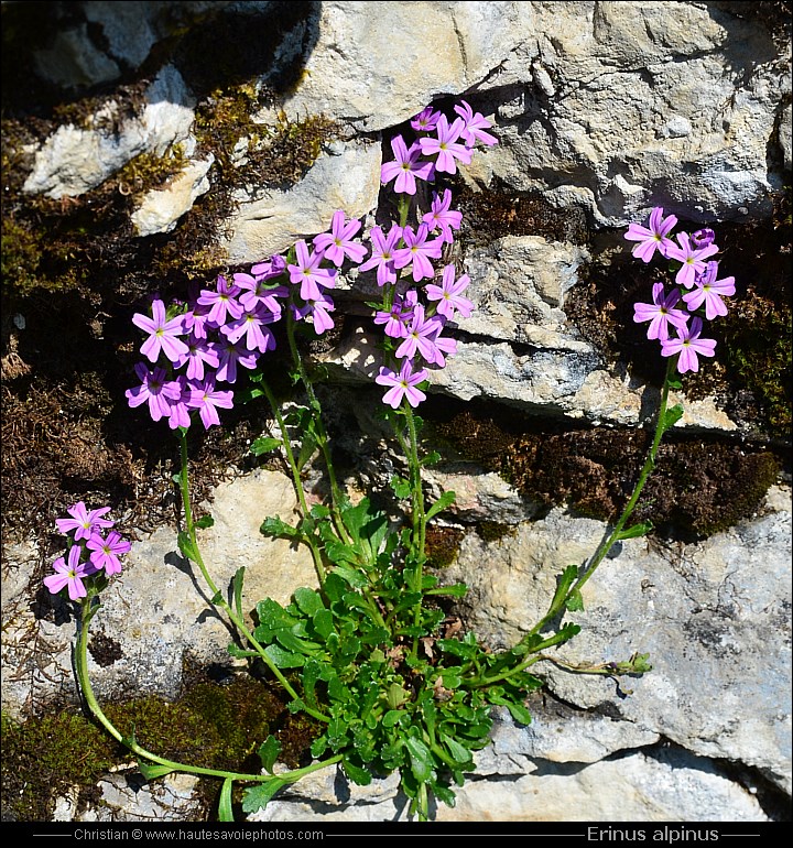 Erine des Alpes - Erinus alpinus