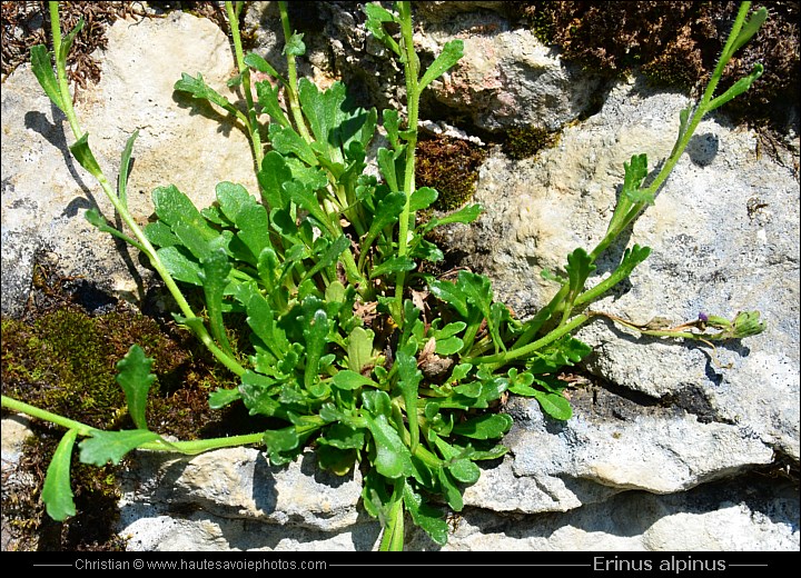 Erine des Alpes - Erinus alpinus