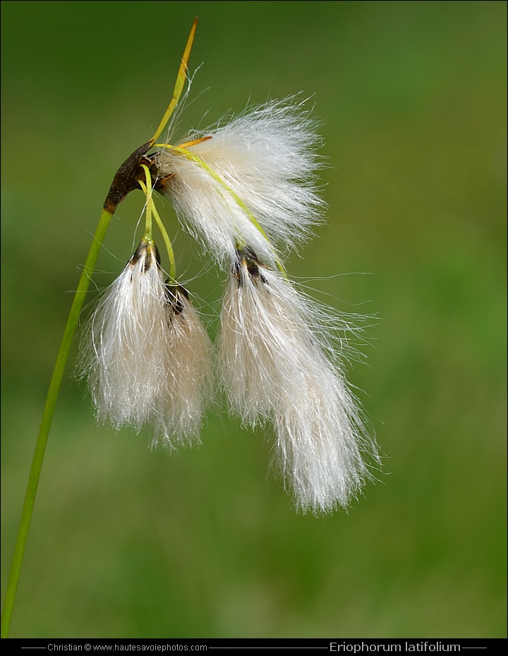 Linaigrette - Eriophorum latifolium