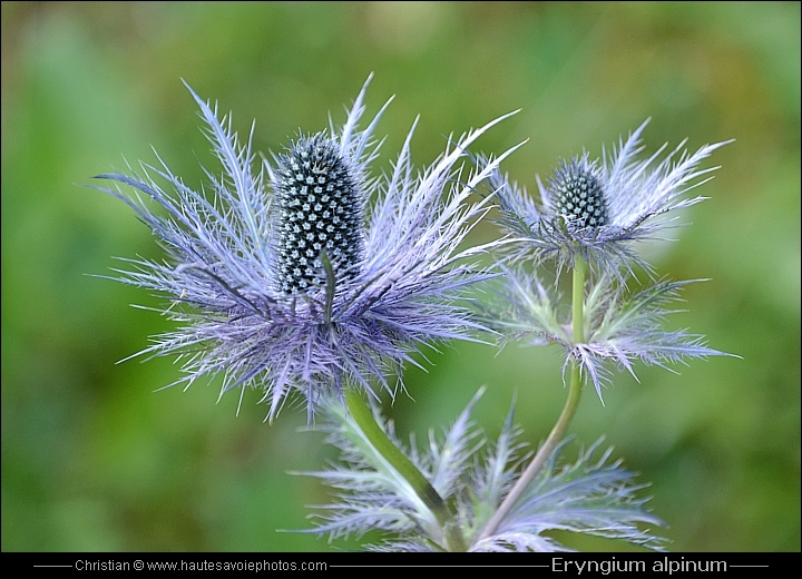 Panicaut des Alpes - Eringium alpinum