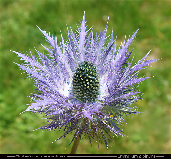 Panicaut des Alpes - Eringium alpinum