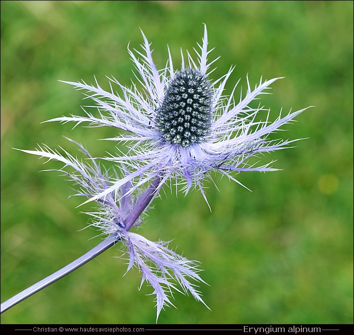 Panicaut des Alpes - Eringium alpinum