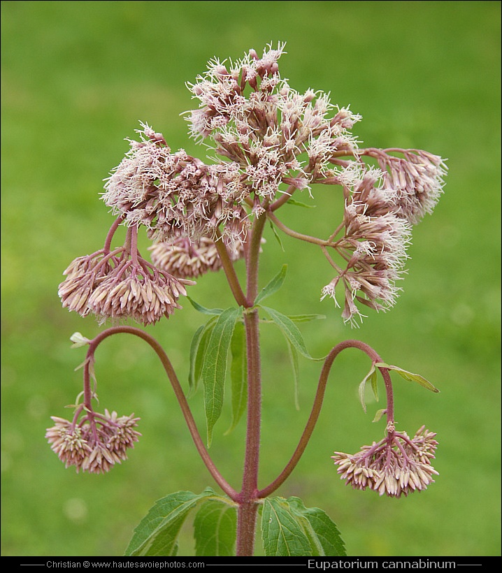 Eupatoire chanvrine - Eupatorium cannabinum