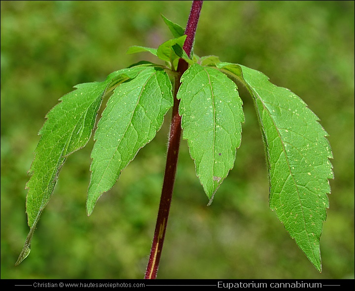 Eupatoire chanvrine - Eupatorium cannabinum