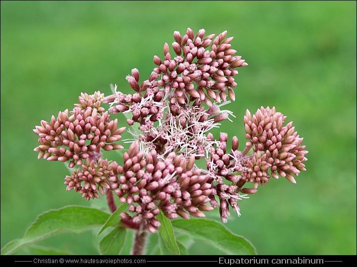 Eupatoire chanvrine - Eupatorium cannabinum