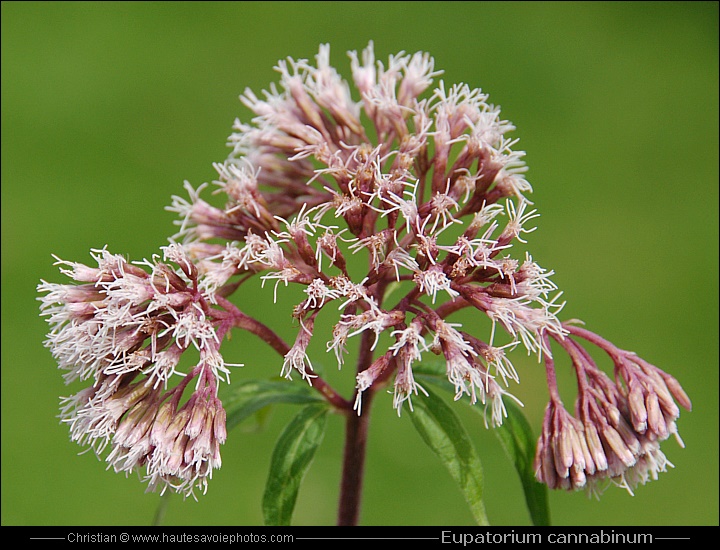 Eupatoire chanvrine - Eupatorium cannabinum