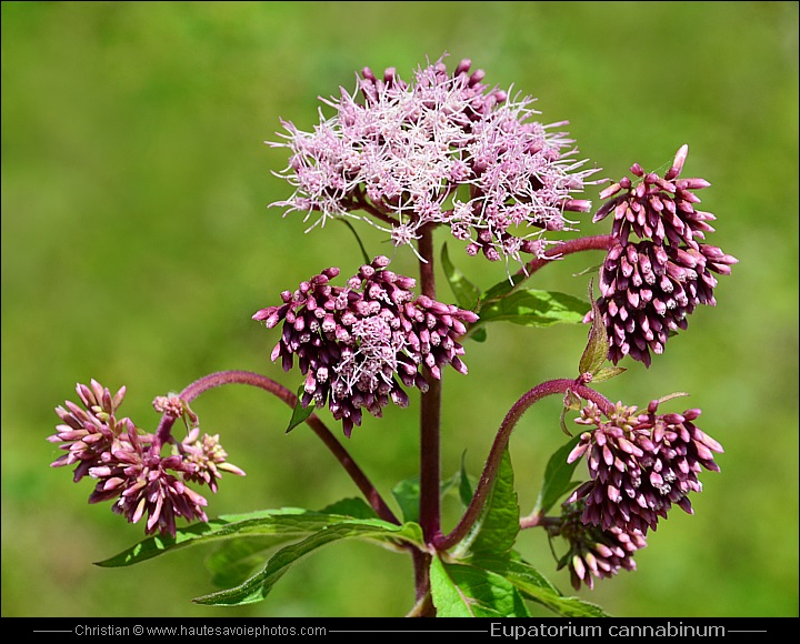 Eupatoire chanvrine - Eupatorium cannabinum