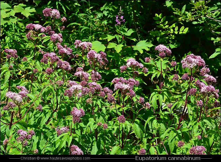 Eupatoire chanvrine - Eupatorium cannabinum