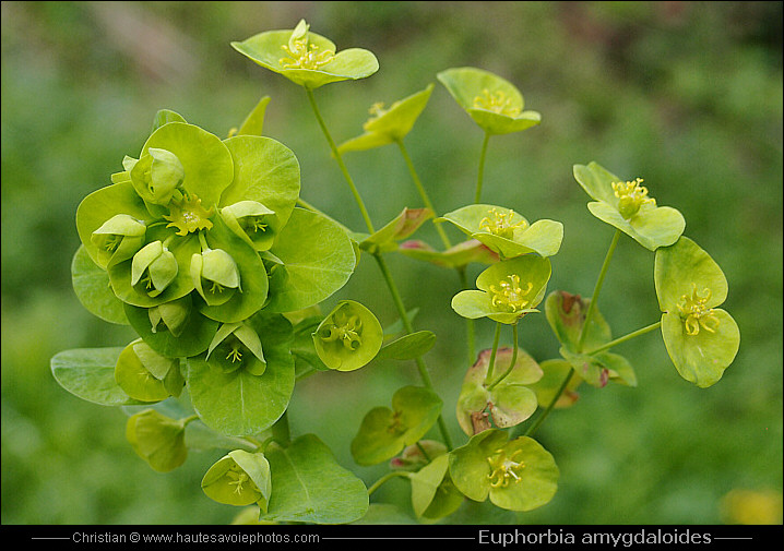 Euphorbe des bois - Euphorbia amygdaloides