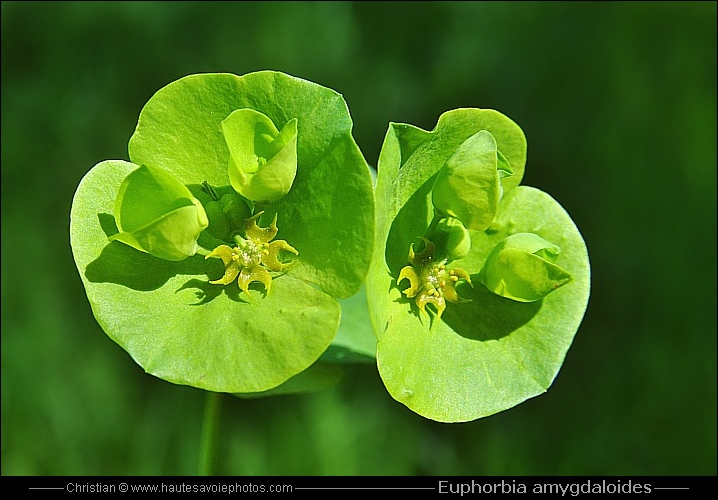 Euphorbe des bois - Euphorbia amygdaloides