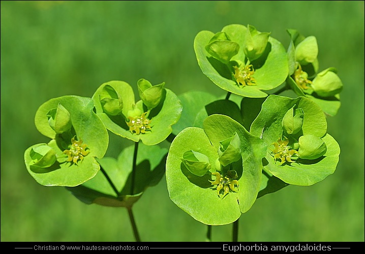 Euphorbe des bois - Euphorbia amygdaloides
