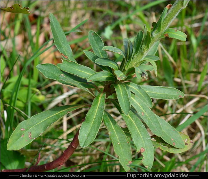 Euphorbe des bois - Euphorbia amygdaloides