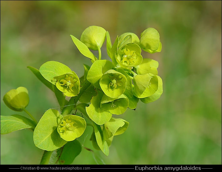 Euphorbe des bois - Euphorbia amygdaloides