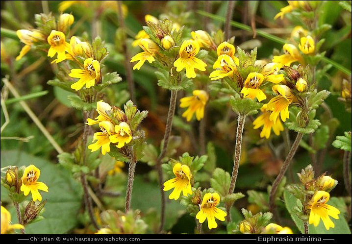 Euphraise naine - Euphrasia minima