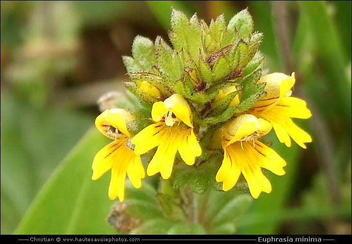 Euphraise naine - Euphrasia minima