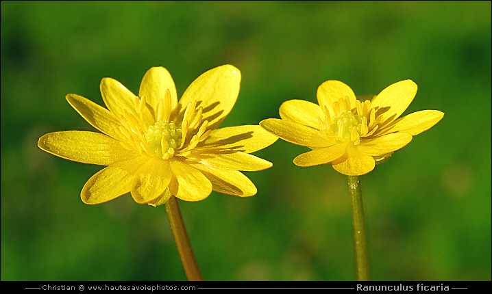 Ranunculus ficaria ou Ficaria ranunculoides