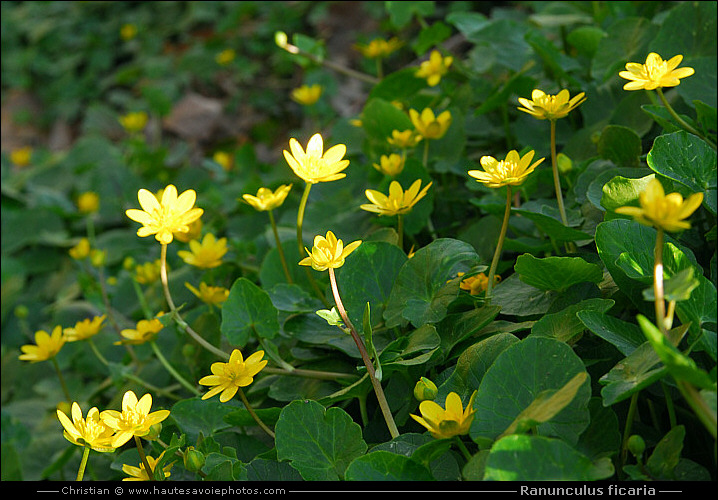 Ficaire - Ranunculus ficaria ou Ficaria ranunculoides