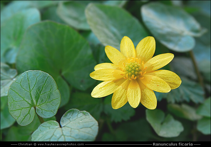 Ficaire - Ranunculus ficaria