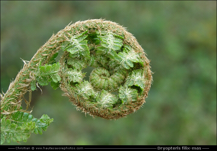 Fougère mâle - Dryopteris filix-mas