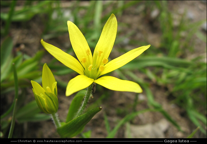 Gagée jaune - Gagea lutea