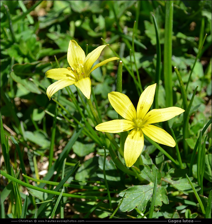 Gagée jaune - Gagea lutea