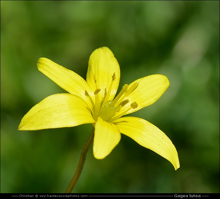 Gagée jaune - Gagea lutea