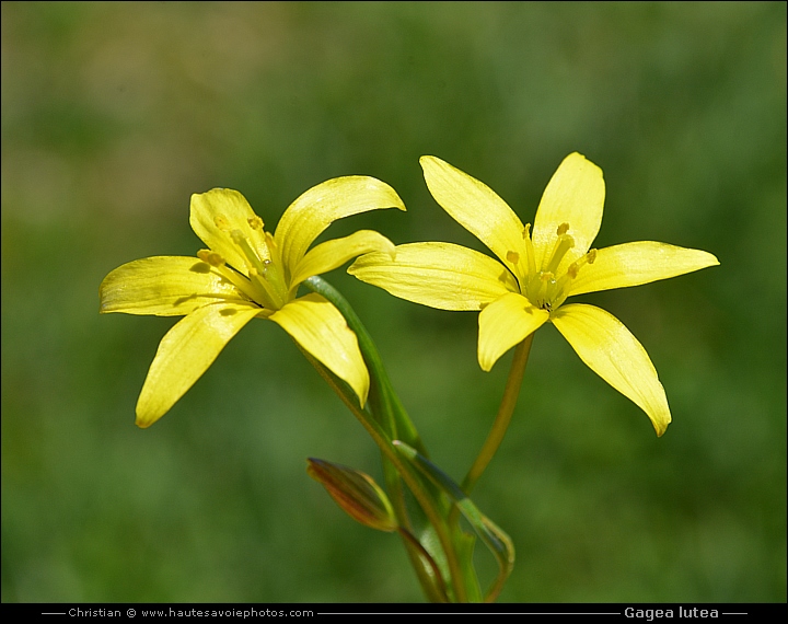 Gagée jaune - Gagea lutea