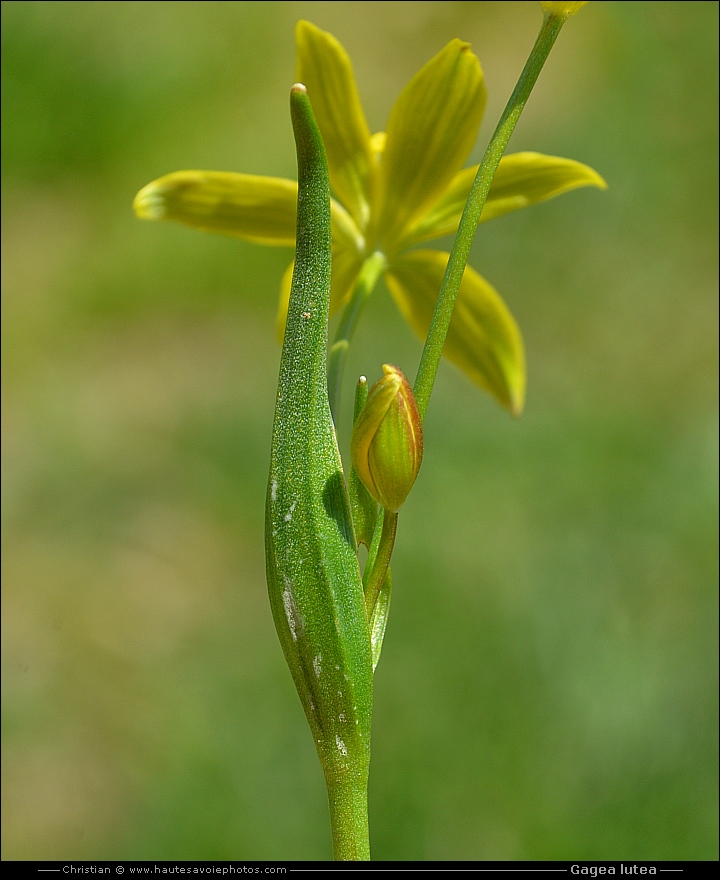 Gagée jaune - Gagea lutea