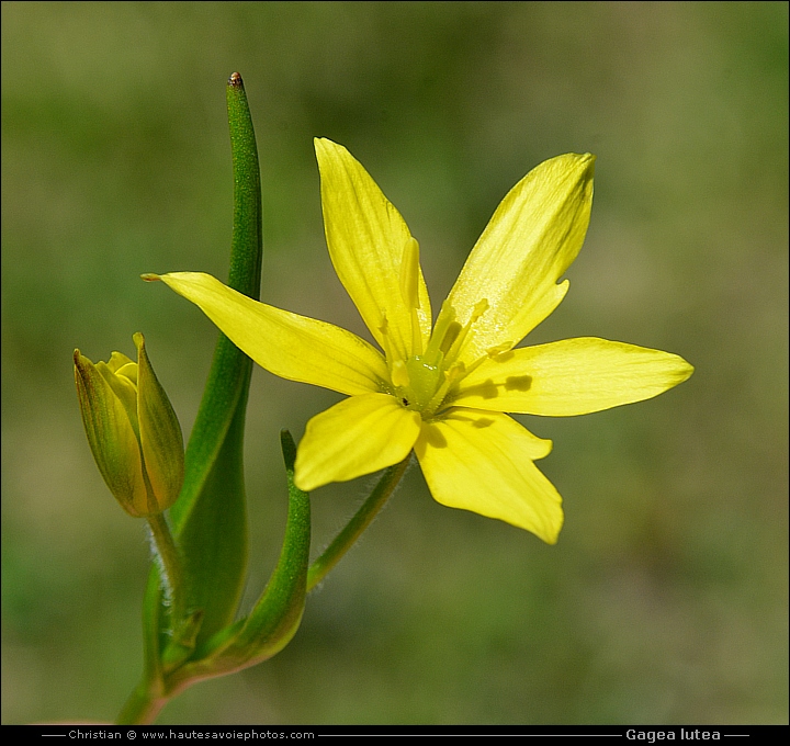 Gagée jaune - Gagea lutea