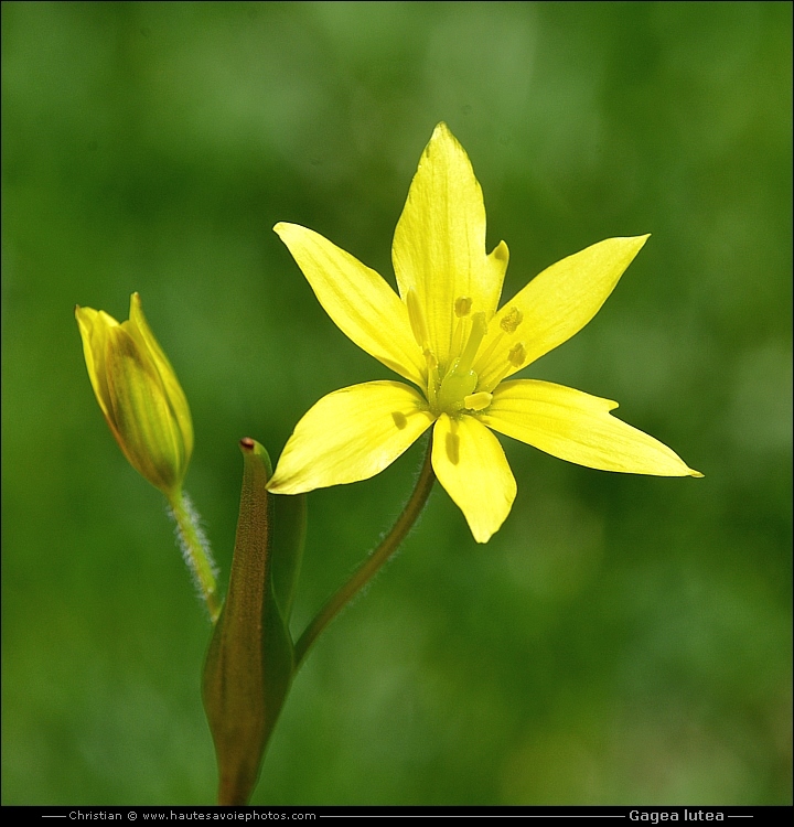 Gagée jaune - Gagea lutea