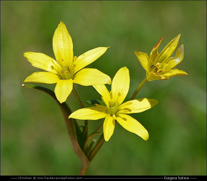 Gagée jaune - Gagea lutea