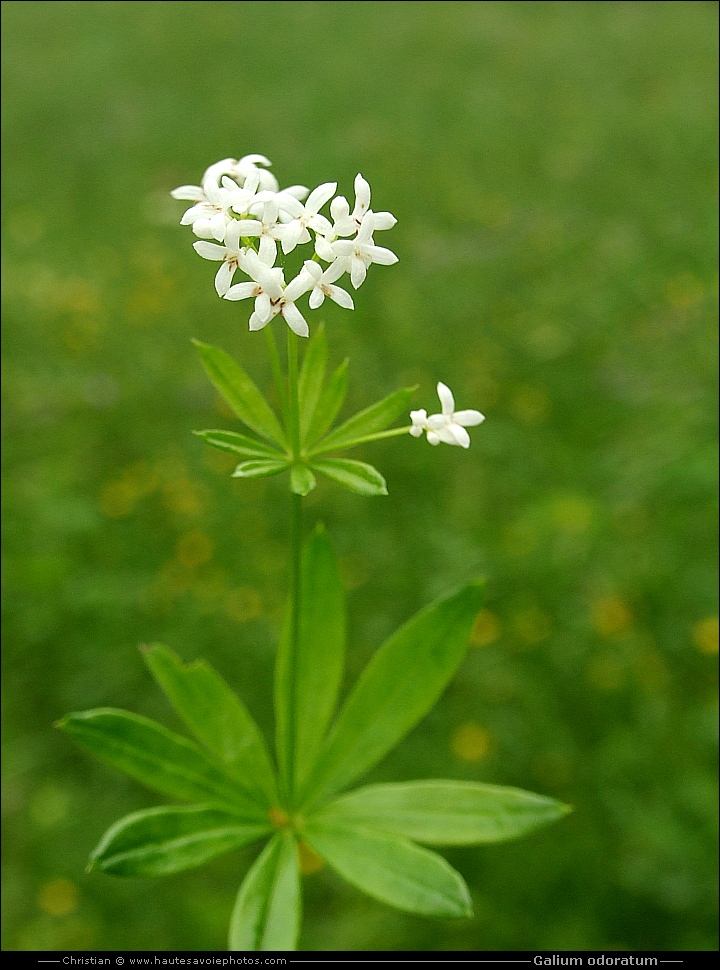 Aspérule odorante - Galium odoratum