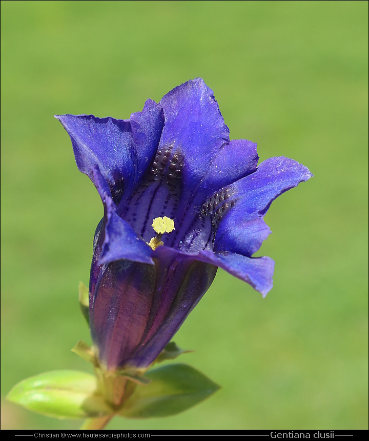 Gentiane coriace - Gentiana clusii