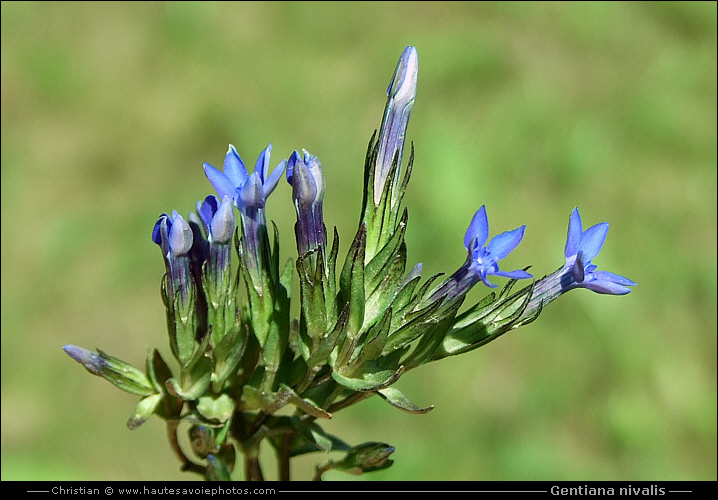 Gentiane des neiges - Gentiana nivalis