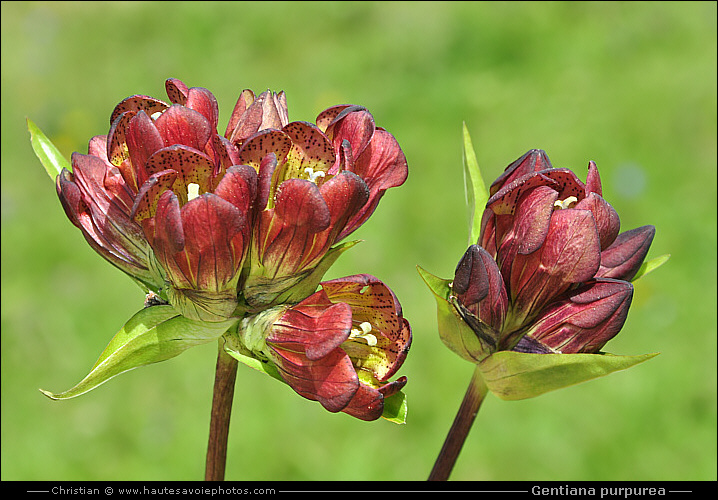 Gentiane pourpre - Gentiana purpurea