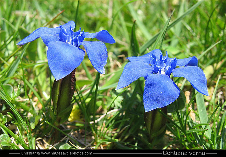 Gentiane printanière - Gentiana verna