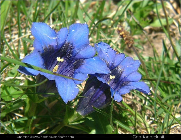 Gentiane coriace - Gentiana clusii