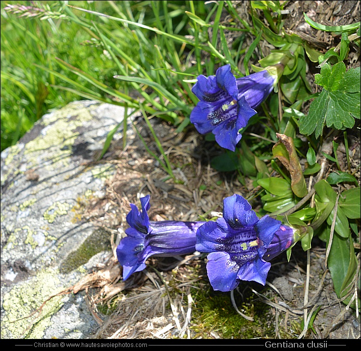 Gentiane coriace - Gentiana clusii