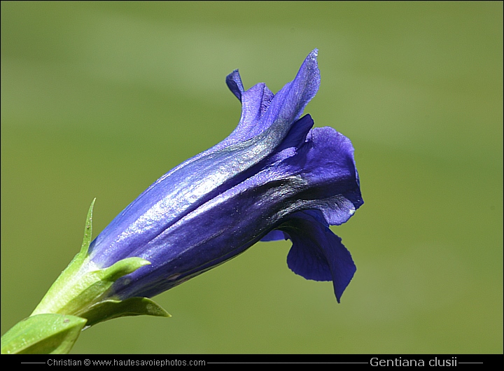 Gentiane coriace - Gentiana clusii