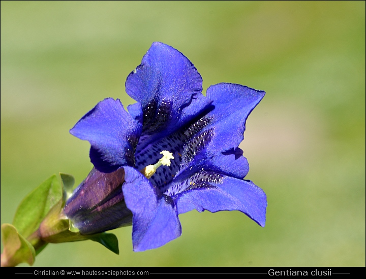 Gentiane coriace - Gentiana clusii