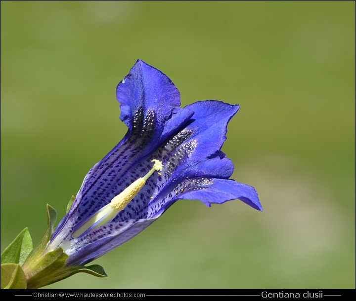 Gentiane coriace - Gentiana clusii