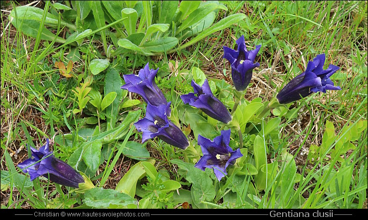 Gentiane coriace - Gentiana clusii