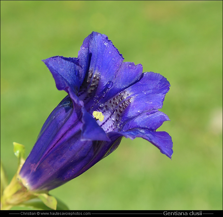 Gentiane coriace - Gentiana clusii