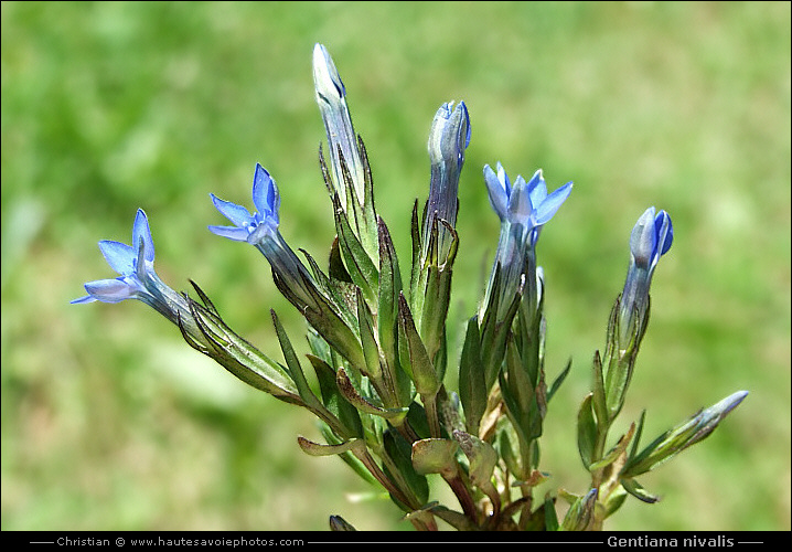 Gentiane des neiges - Gentiana nivalis