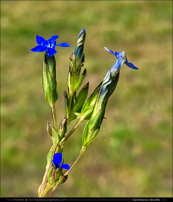 Gentiane des neiges - Gentiana nivalis