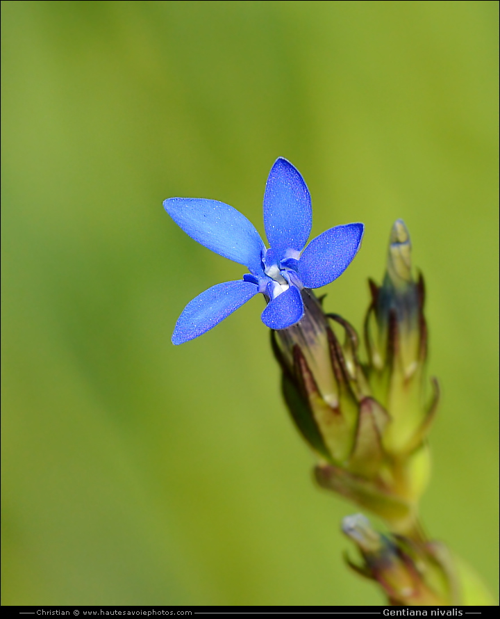 Gentiane des neiges - Gentiana nivalis