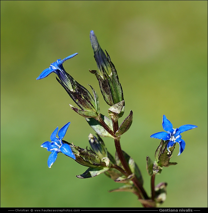 Gentiane des neiges - Gentiana nivalis