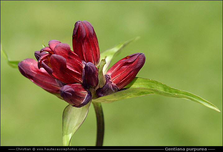 Gentiane pourpre - Gentiana purpurea