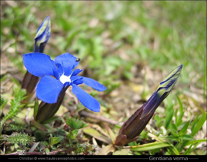 Gentiane printanière - Gentiana verna